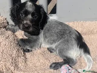 Cocker Spaniel dogs Blue Roan Cocker Spaniel - Advert 3
