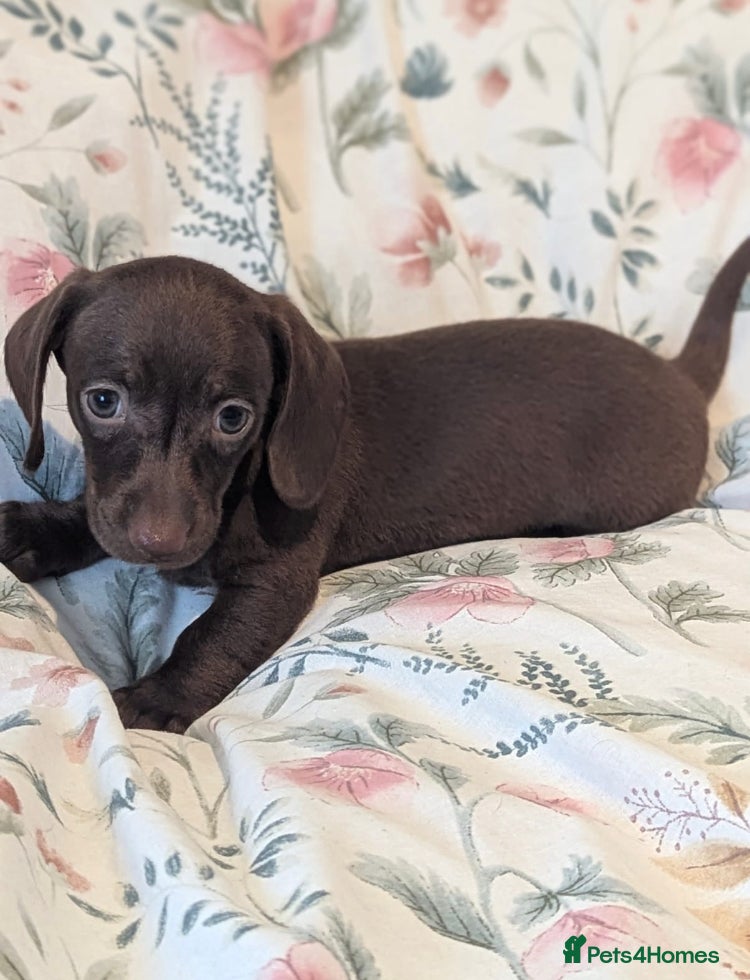 Miniature Dachshund dogs Miniature dachshund puppies  - Advert 18