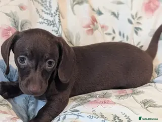 Miniature Dachshund dogs Miniature dachshund puppies - Advert 18