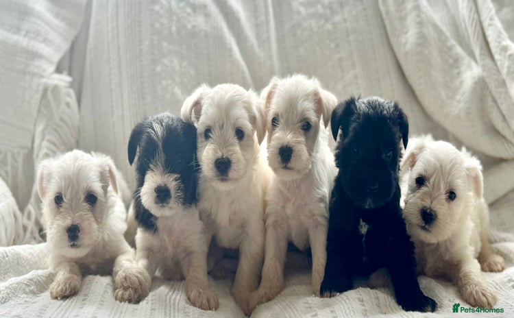 Miniature Schnauzer dogs - Advert 5