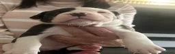 American Bulldog dogs for sale: ❤️AMERICAN BULLDOG PUPPIES – 6 BOYS & 3 GIRLS ❤️🐾 - Advert 4