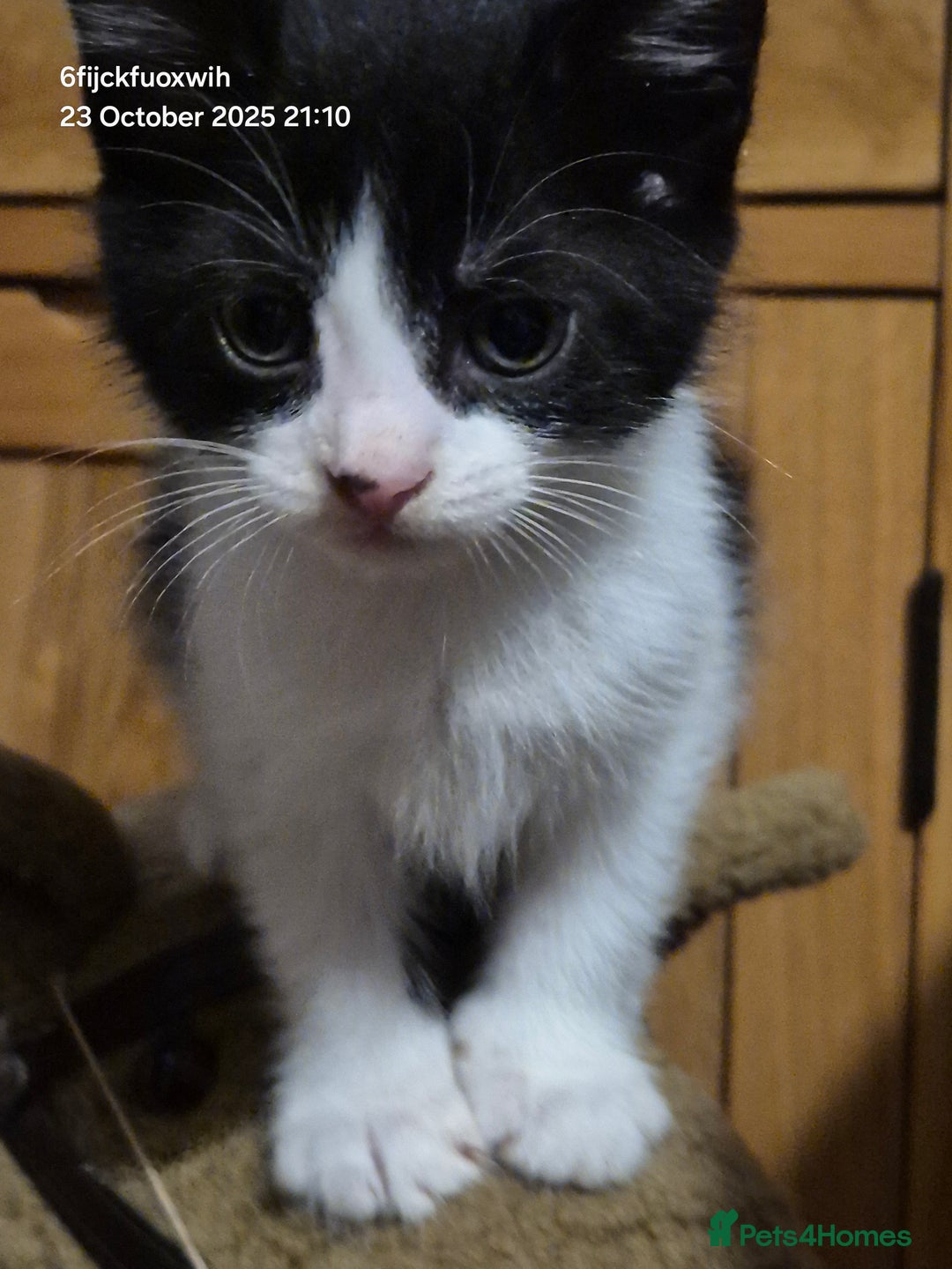 Mixed Breed cats for sale: Six beautiful and playful kittens ready Sunday! - Image 4