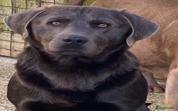 Labrador Retriever dogs for sale: KC Silver, Charcoal & Black Labs for sale - Image 23