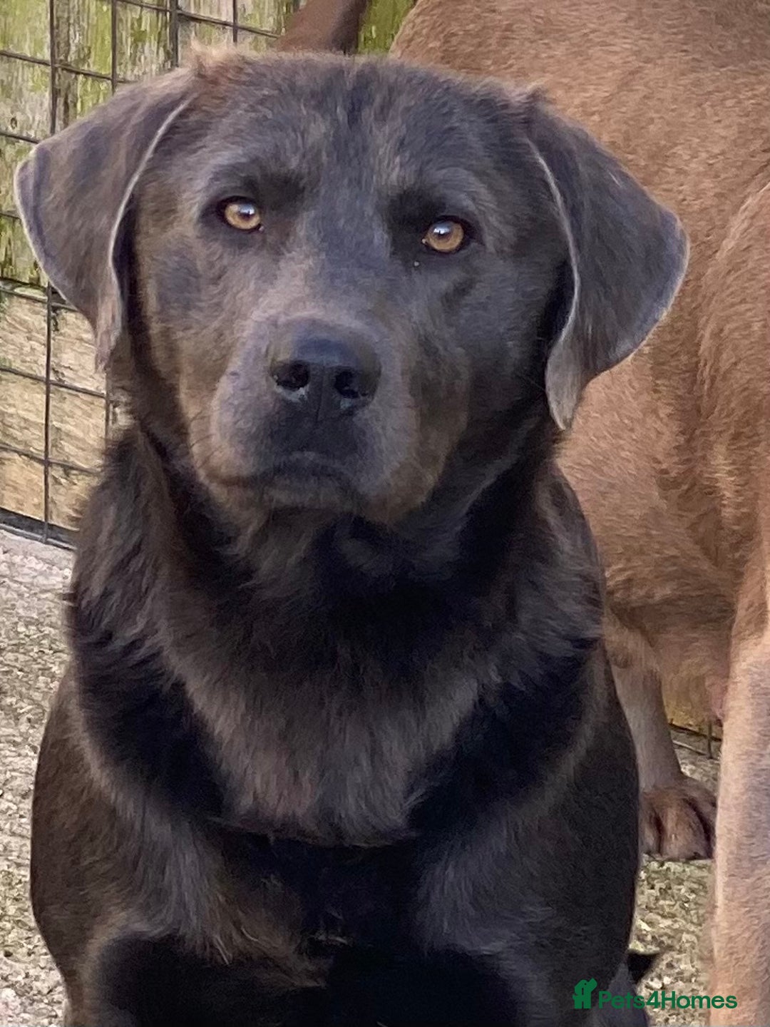 Labrador Retriever dogs for sale: KC Silver, Charcoal & Black Labs for sale - Image 23