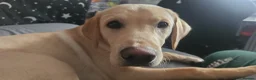 Labrador Retriever dogs for sale: Golden Labrador for sale in Prestonpans - Advert 9
