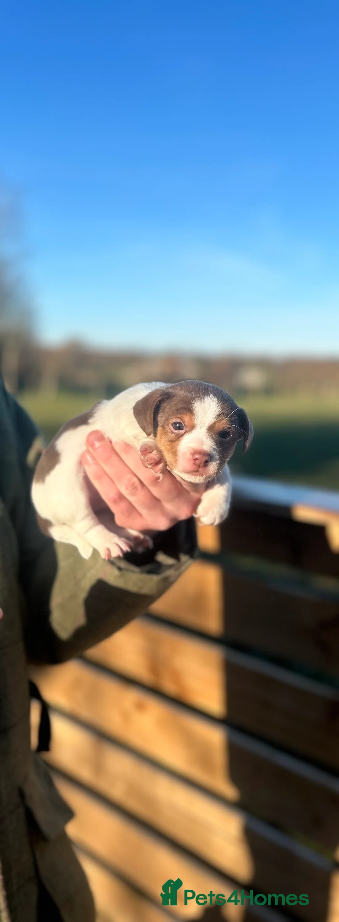 Jack Russell dogs for sale: Stunning Jack Russell puppies fr sale-all colours  - Advert 21