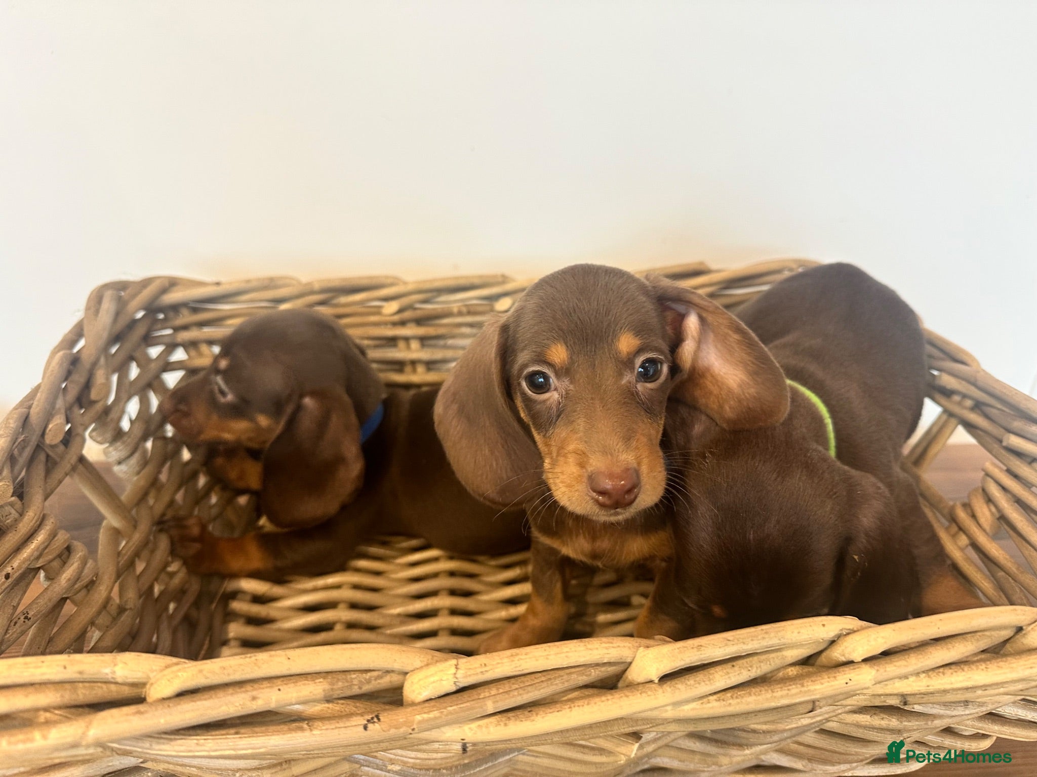 Miniature Dachshund dogs Beautiful Chocolate & Tan Dachshund Pups Ready Now - Advert 1