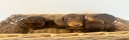 Miniature Dachshund dogs for sale: Beautiful Chocolate & Tan Dachshund Pups Ready Now - Advert 1