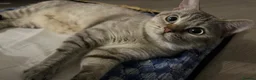 Mixed Breed cats for sale: Mixed British Shorthair and Tabby Male  - Advert 7