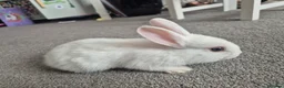Mixed Breed rabbits for sale: 7 lovely mixed baby rabbits - Advert 10