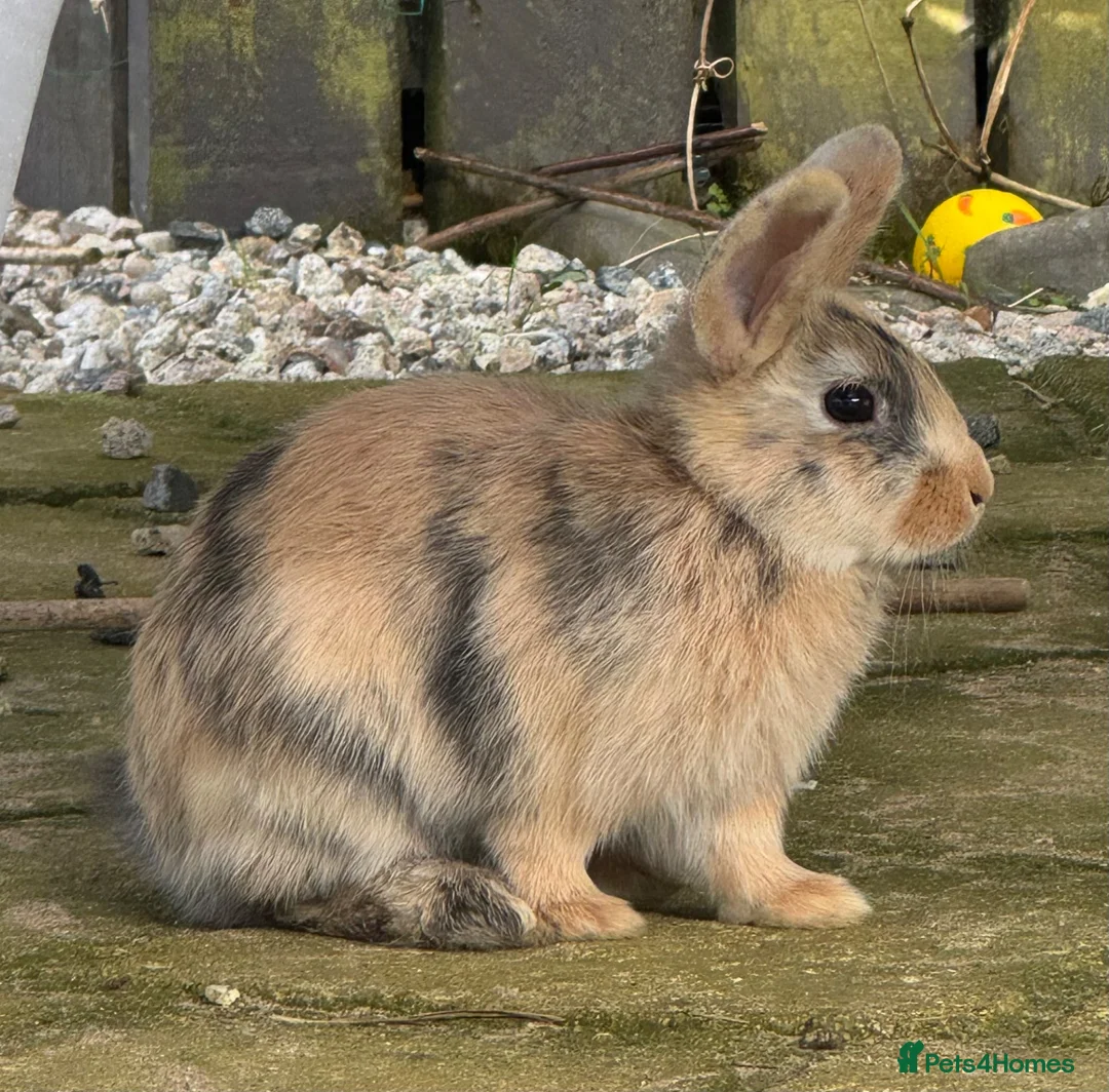 Mini Lop rabbits for sale: Five baby mini lop bunnies - Advert 4