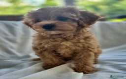 Cavapoochon dogs for sale: F1b MOYEN MERLE CAVAPOOCHON PUPS - Image 11