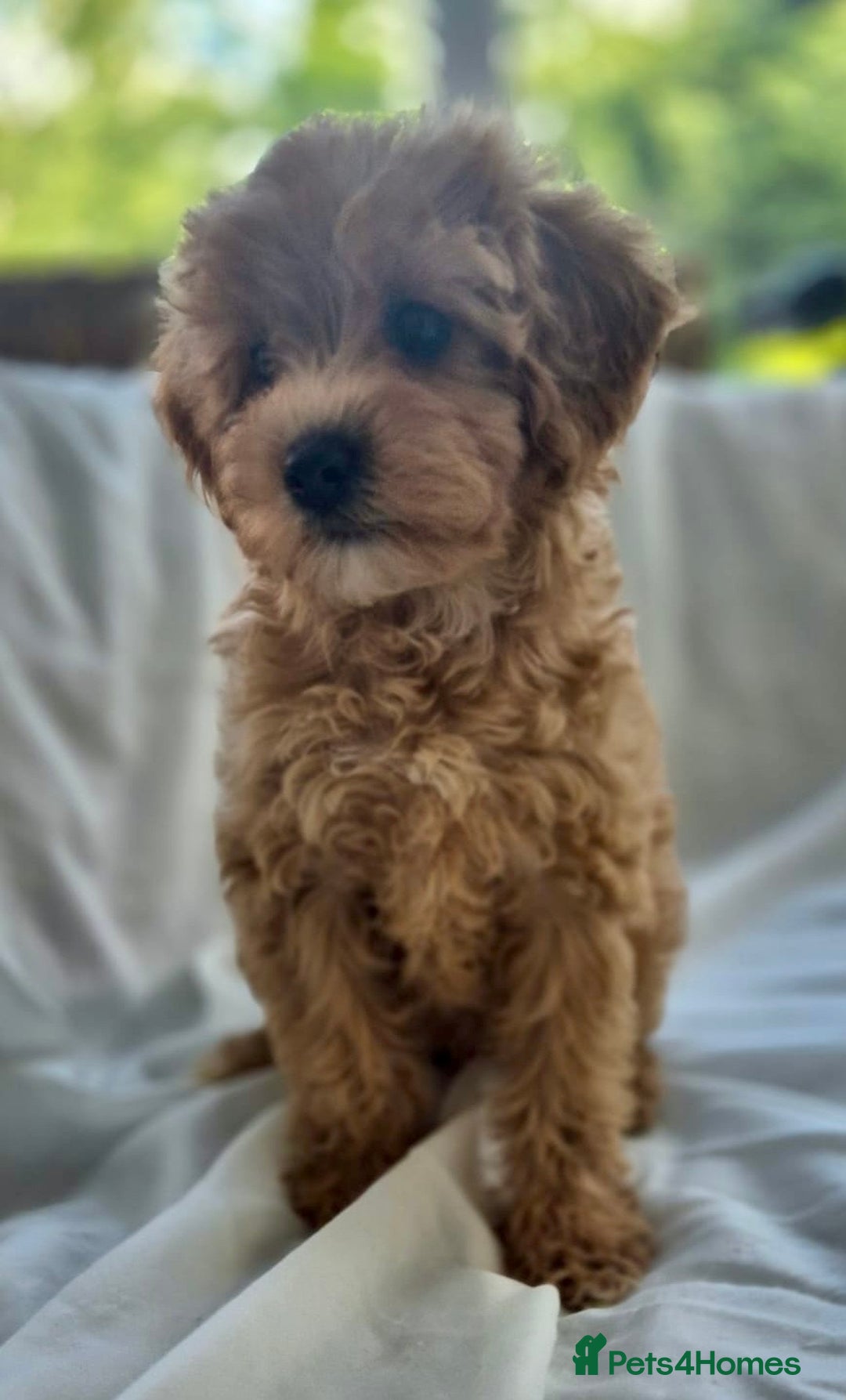 Cavapoochon dogs for sale: F1b MOYEN MERLE CAVAPOOCHON PUPS - Image 11