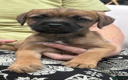 Border Terrier dogs for sale: Kc Border terrier pups.Slem clear ready now. - Image 3