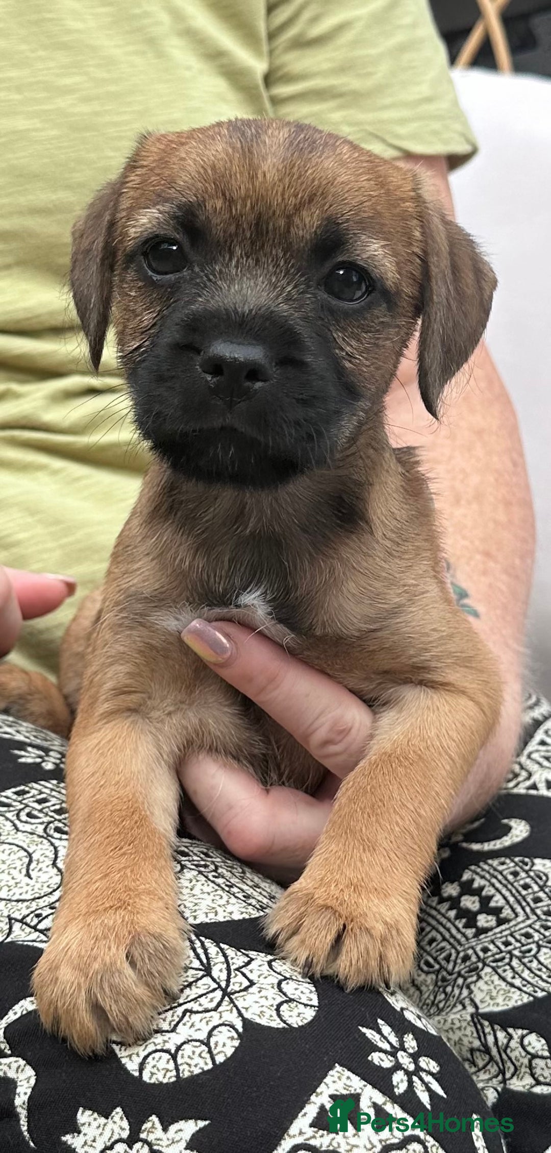 Border Terrier dogs for sale: Kc Border terrier pups.Slem clear ready now. - Image 3