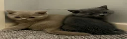 British Shorthair cats for sale: Beautiful British Shorthair kittens - Advert 23