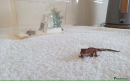 Gecko reptiles for sale: Crested gecko + her 2 babies - Image 4