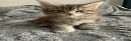 Maine Coon cats for sale: 2 Maine Coon kittens  in London - Advert 7