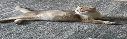 British Shorthair cats for sale: TICA reg Black Golden Kittens - Advert 7