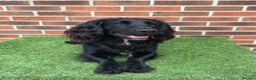 Cocker Spaniel dogs for sale: 1 Year Old Working Cocker Spaniel - Advert 5