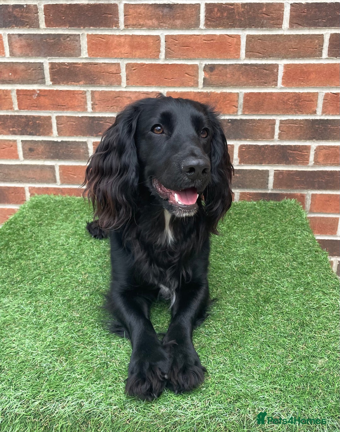 Cocker Spaniel dogs for sale: 1 Year Old Working Cocker Spaniel - Advert 5