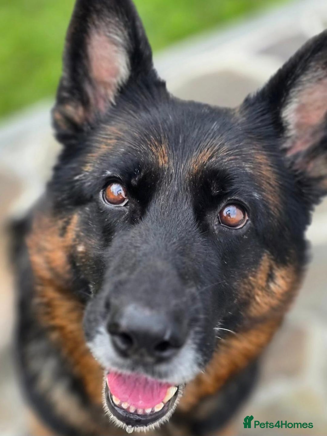 German Shepherd dogs for adoption: 💖🐶 NIKKI 🐶💖 - Image 7