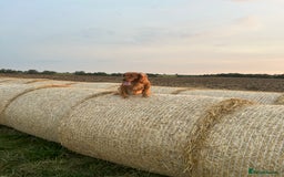 Cocker Spaniel dogs for sale: Cocker spaniels - Image 5