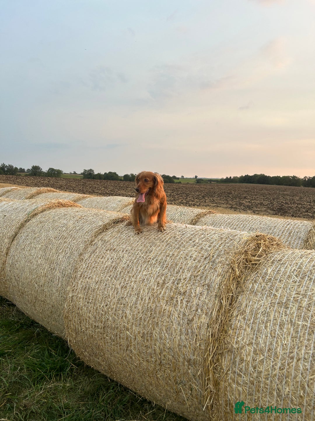 Cocker Spaniel dogs for sale: Cocker spaniels - Image 5