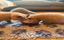 British Shorthair cats for sale: 💙GCCF MALE BSH KITTENS OUTSTANDING CHAMPION LINES - Image 13