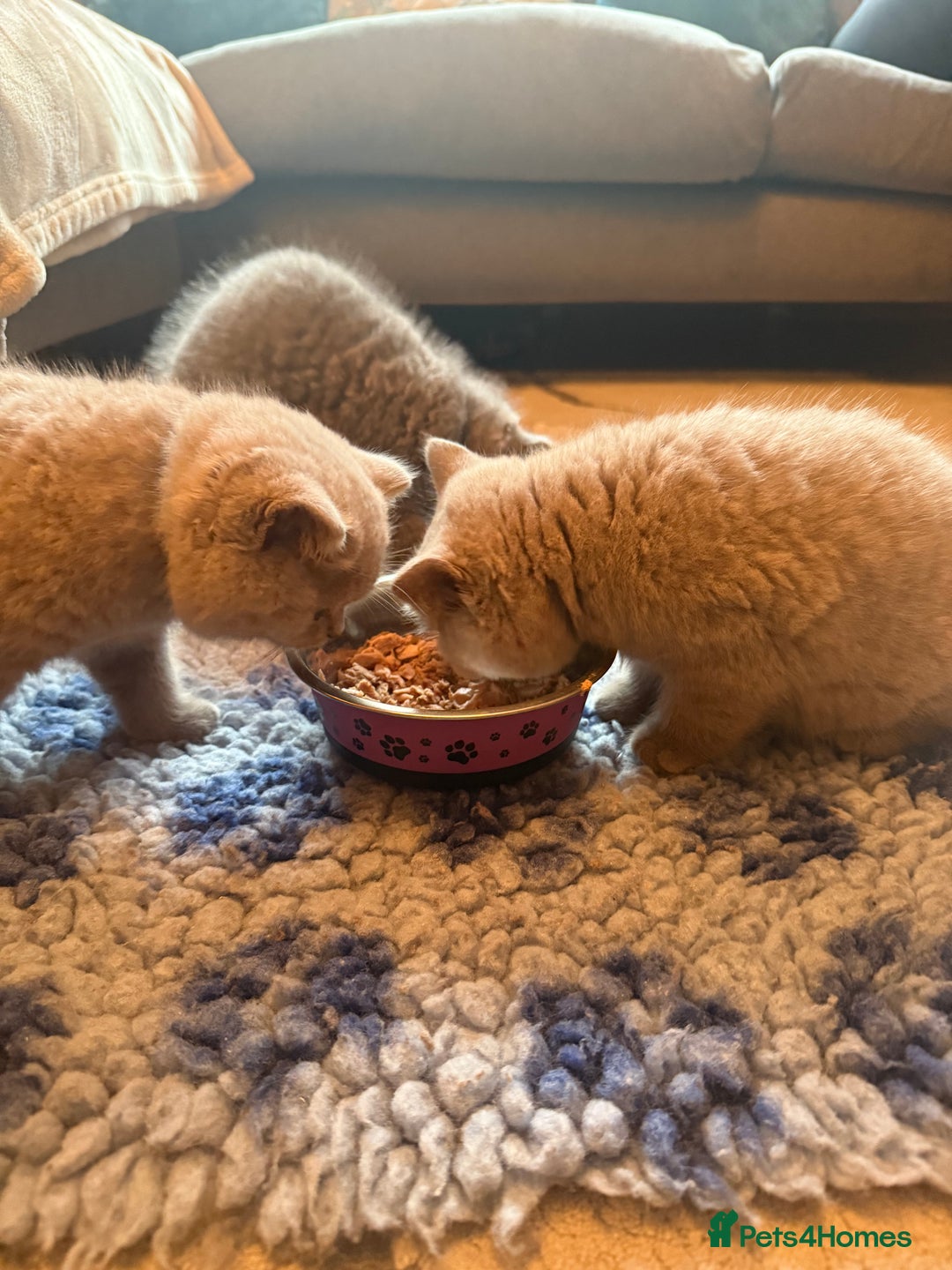 British Shorthair cats for sale: 💙GCCF MALE BSH KITTENS OUTSTANDING CHAMPION LINES - Image 13