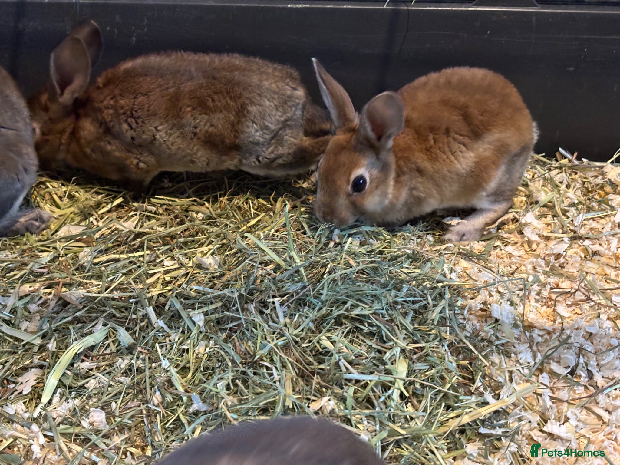 Rex rabbits for sale: Gorgeous velvet Rex babies - Advert 3