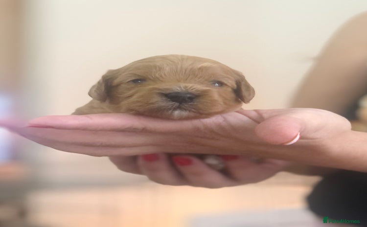 Cavapoo dogs Red F1 Cavapoo Ready to leave 20th December🐾🩵 - Advert 8