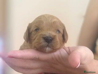 Cavapoo dogs Red F1 Cavapoo Ready to leave 20th December🐾🩵 - Advert 5