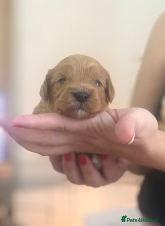 Cavapoo dogs Red F1 Cavapoo Ready to leave 20th December🐾🩵 - Advert 8