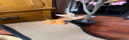 Abyssinian cats for sale: ❤️🏆 Outstanding Abyssinian Kittens Available 🏆❤️ - Advert 19