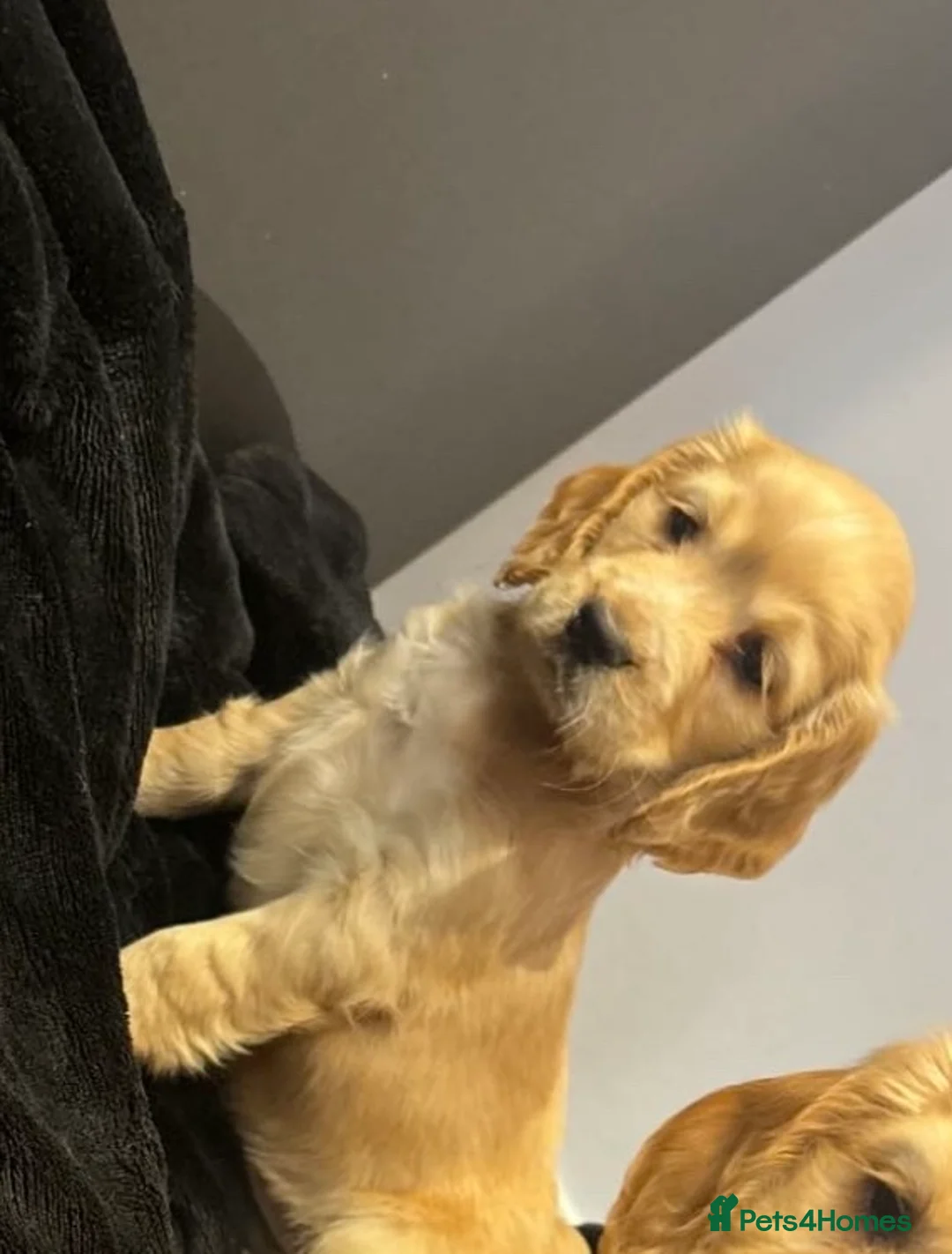 Cocker Spaniel dogs for sale: Cocker spaniel puppies  - Advert 4