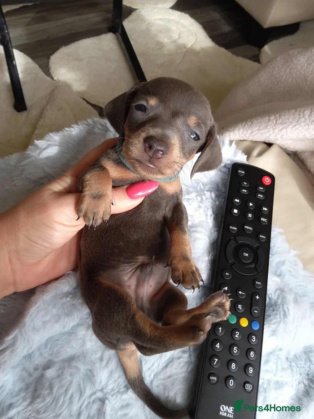 Miniature Dachshund dogs for sale: 🌟 Stunning minture dachshund Puppies  🌟 - Advert 30