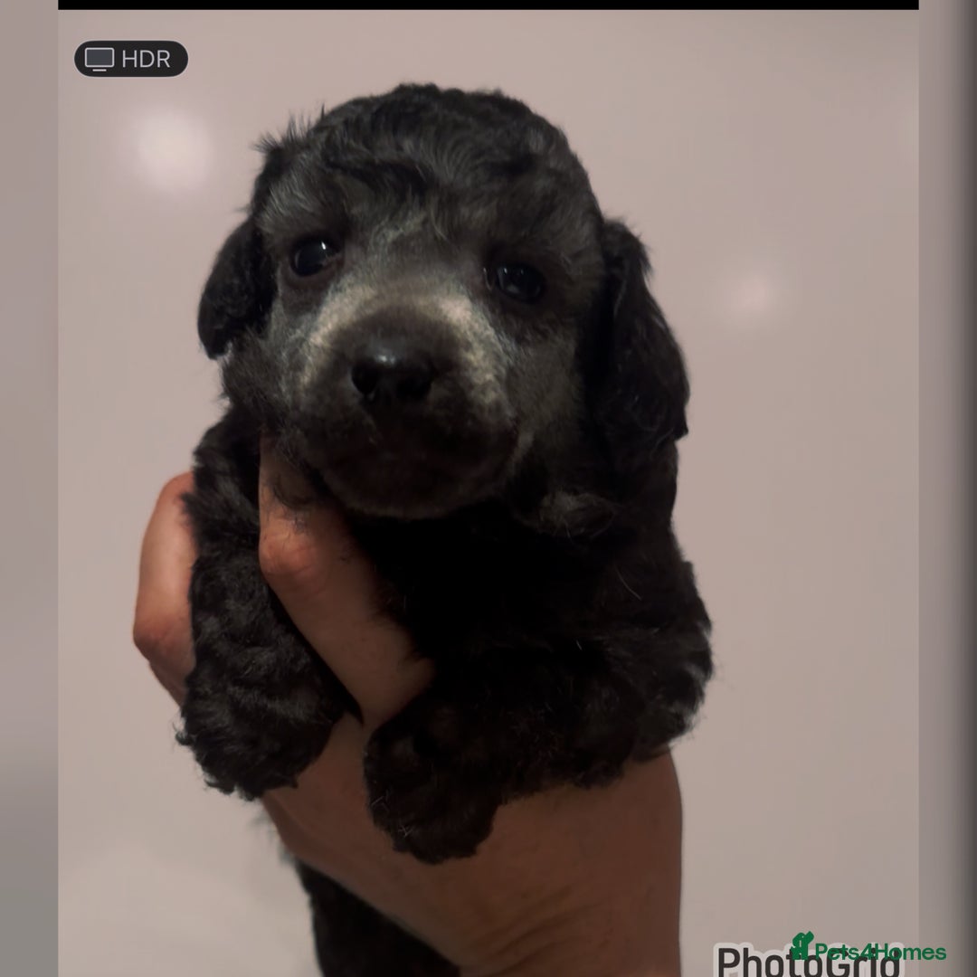 Miniature Poodle dogs for sale: Exceptional Silver mini poodles  - Image 5