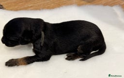 Afghan Hound dogs for sale: Afghan Hound Litter AVAILABLE - Image 5