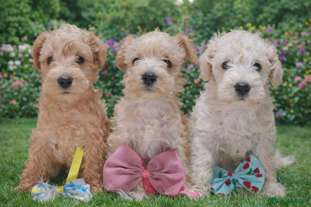 Mixed Breed dogs for sale: ✨ Exceptional Toy Schnoodle Puppies Available ✨ - Advert 2