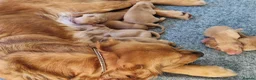 Golden Retriever dogs for sale: Last boy KC Red Golden Retriever - Advert 6