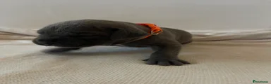 Cane Corso 11 orange collar