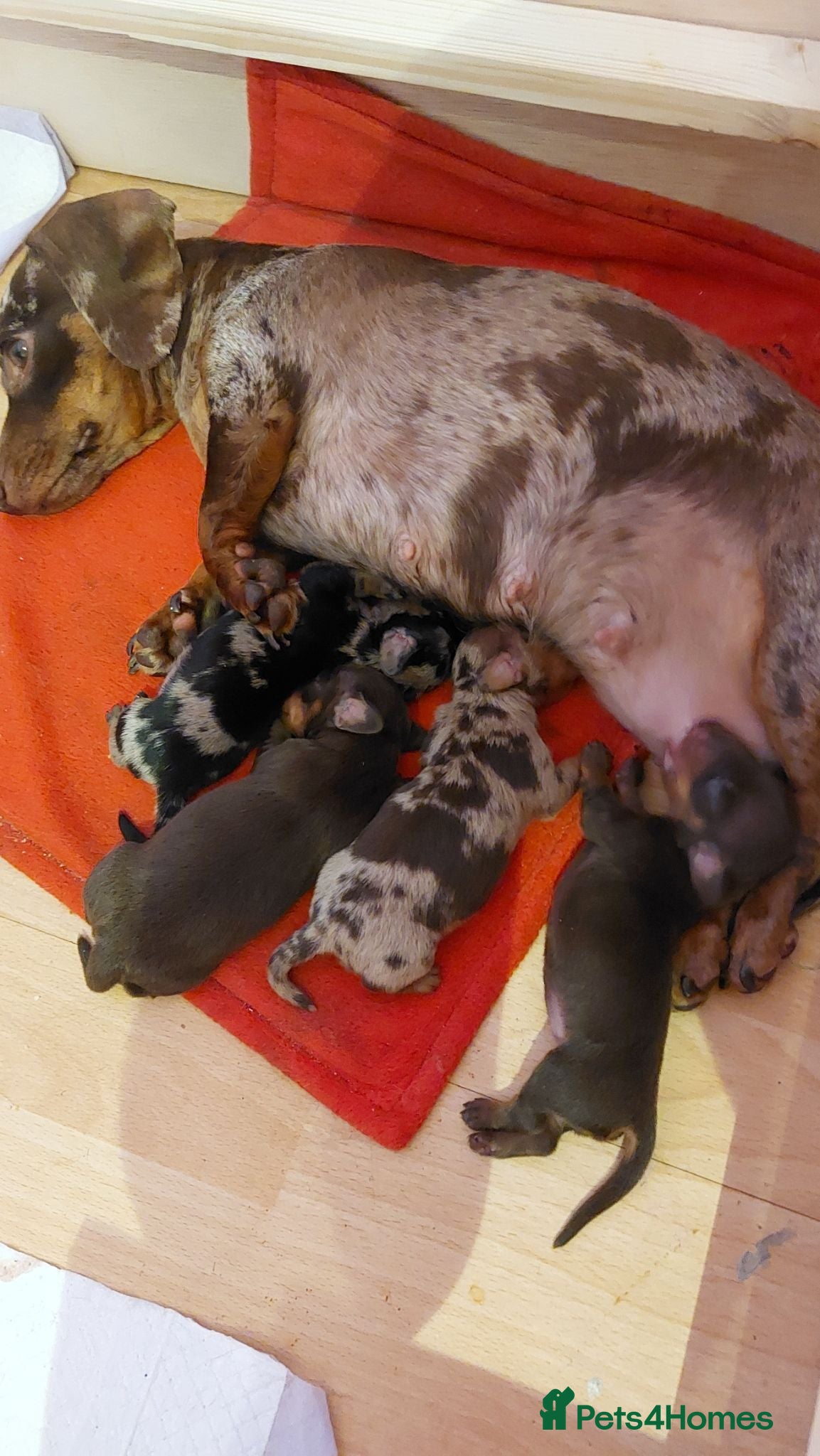 Miniature Dachshund dogs Short haired miniature dachshund puppies - Advert 13