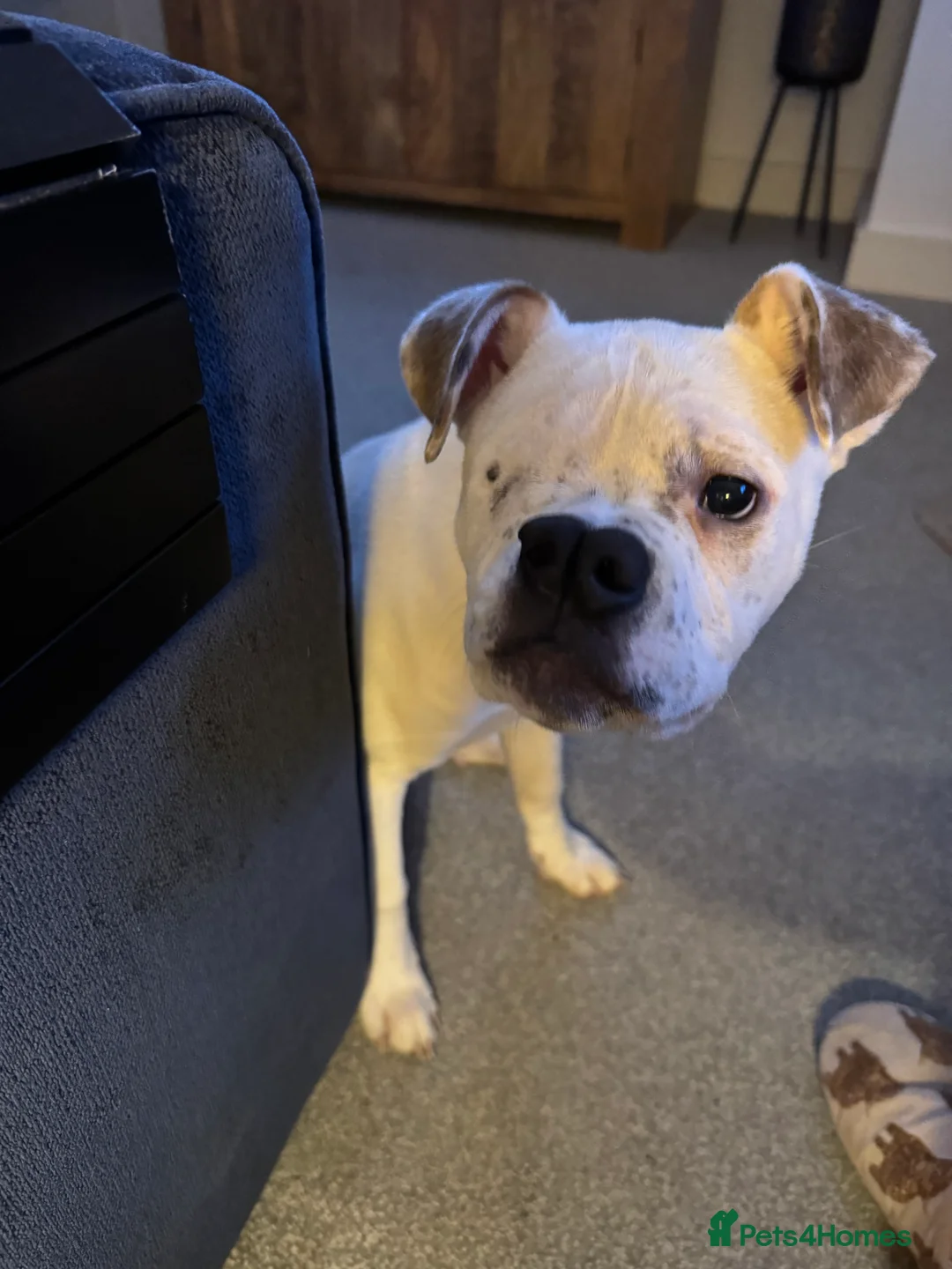 Mixed Breed dogs for sale: Staffy Mixed Breed - Advert 2