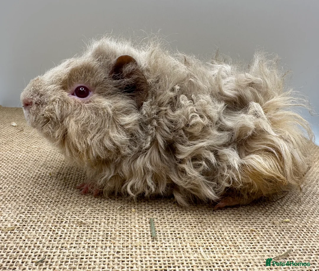 Guinea Pig rodents for sale: Lunkarya Boars - Advert 4