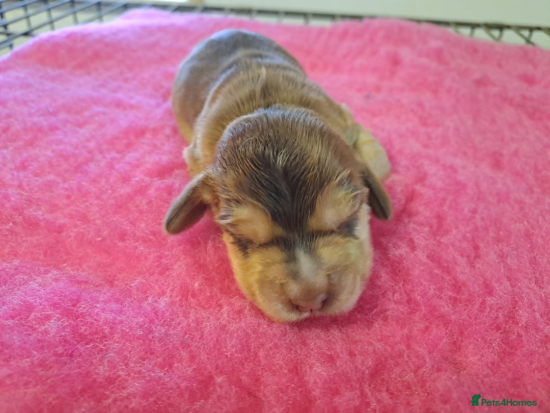 Cocker Spaniel dogs for sale: Quality Show Cocker Spaniel Puppies  - Advert 10