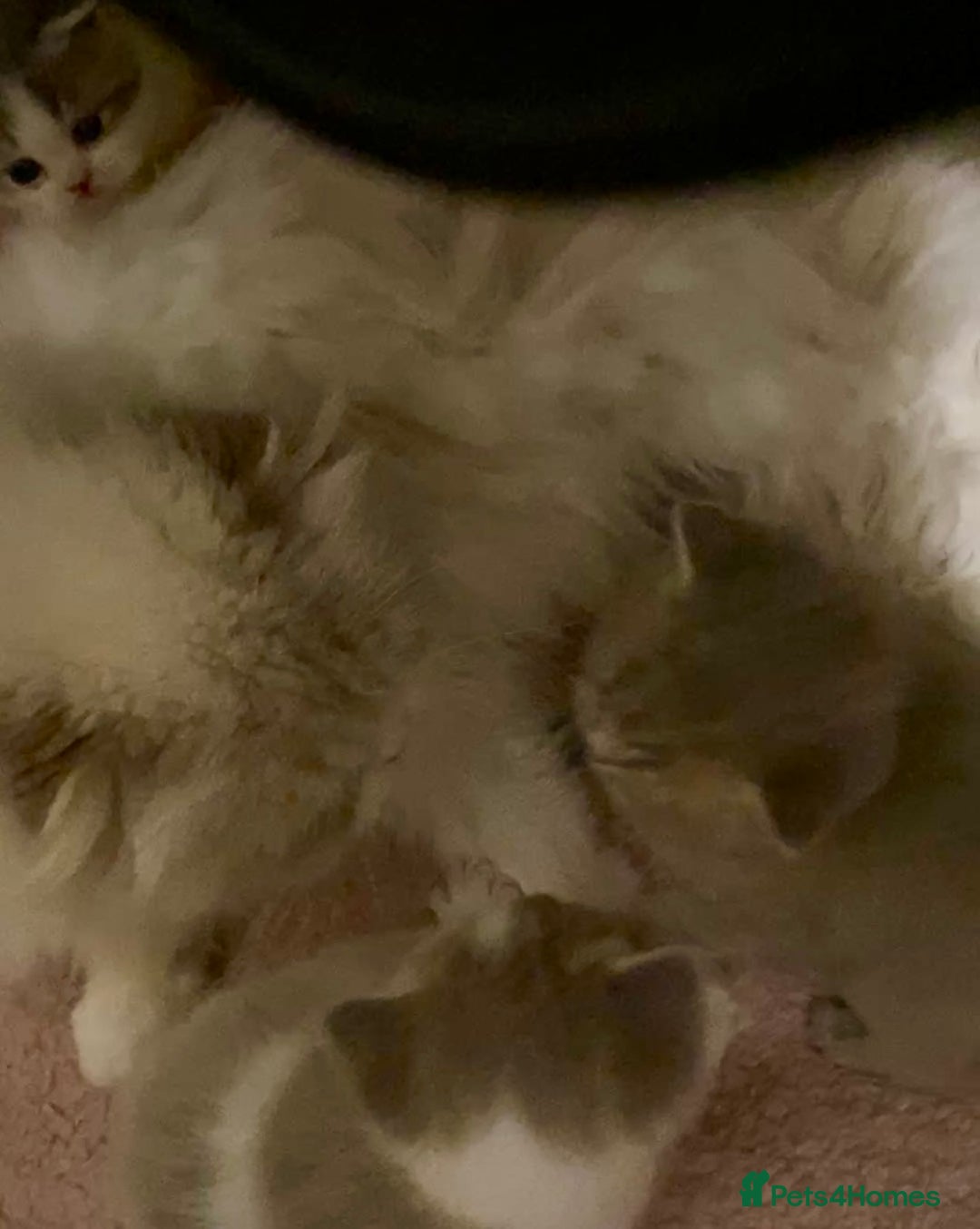 Scottish Fold cats for sale: 🧸😻ABSOLUTELY BEAUTIFUL TICA SCOTTISH/BSH😻🧸 - Advert 15