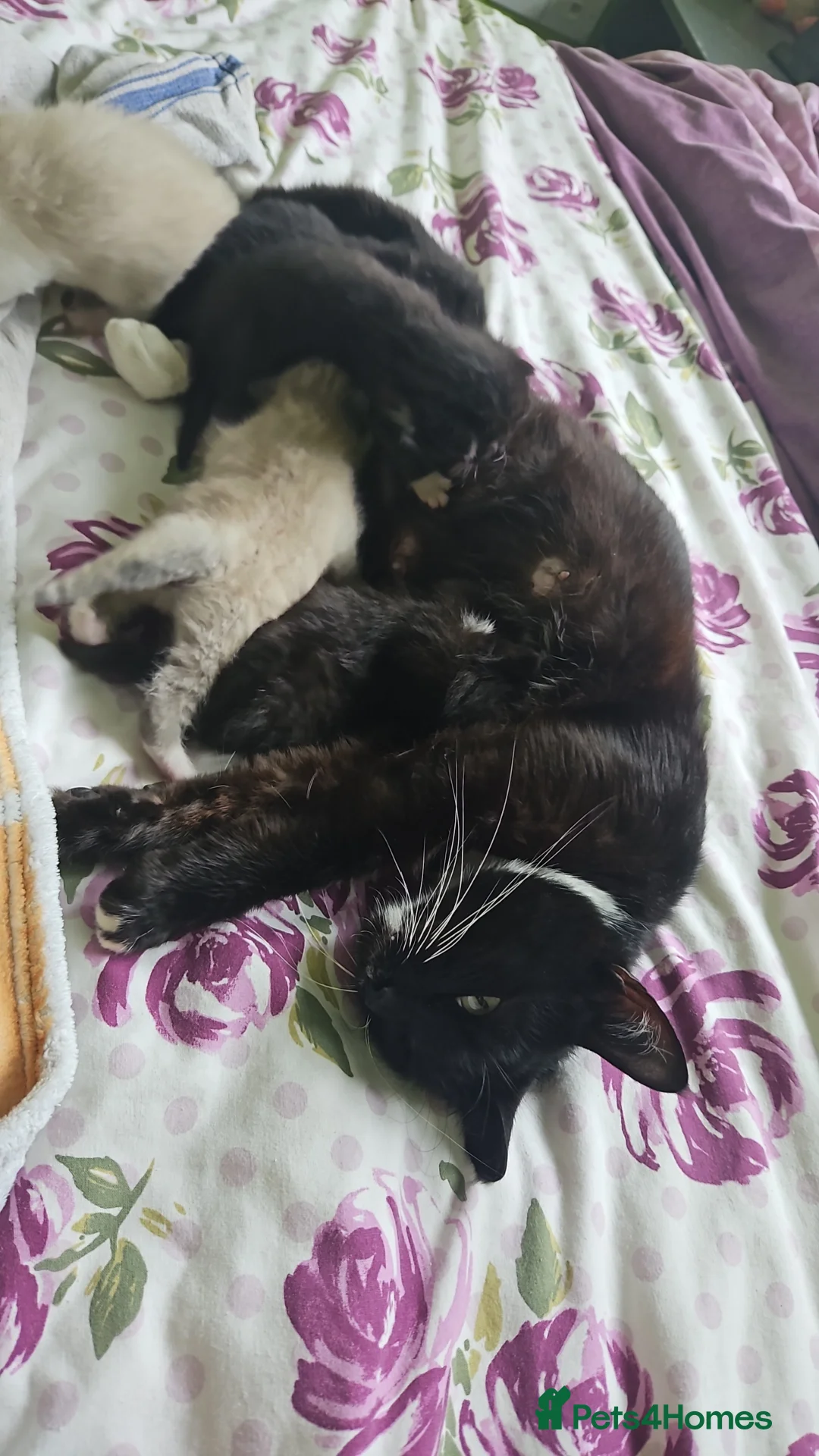 British Shorthair cats for sale: 5 Beautiful fluffy kittens for sale - Advert 2