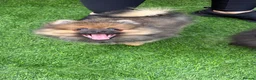 Pomeranian dogs for sale: 2 stunning male Pomeranian ready for new homes now - Advert 17