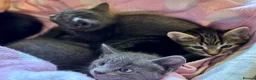 Domestic Shorthair cats for sale: Beautiful kittens for sale - Advert 8